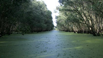 Bird-Watching Tour at Xuan Thuy National Park Bird-Watching Tour at Xuan Thuy National Park
