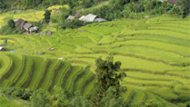 Rice terraces at Hoang Su Phi