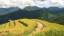 Rice terraces on a trekking tour at Hoang Su Phi