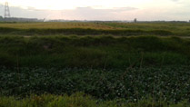 Countryside at Hai Duong, Vietnam