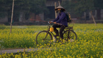 Girls cycling amid flower fields outside of Hanoi