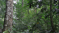 Bach Ma National Park Bach Ma National Park