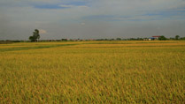 rizière à Hung Yen au Vietnam