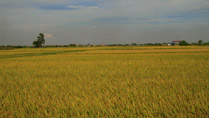 Golden ricefields at Van Lam, Hung Yen Golden ricefields at Van Lam, Hung Yen
