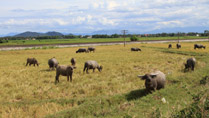 Buffaloes in the countryside