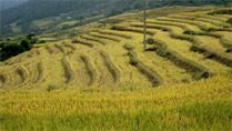 Golden rice terraces at Den Sang, Bat Xat Golden rice terraces at Den Sang, Bat Xat