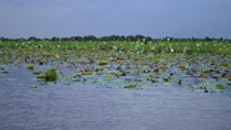 Lang Sen Wetland Reserve, Long An, Vietnam