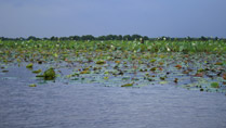 Lang Sen Wetland Reserve, Long An, Vietnam Lang Sen Wetland Reserve, Long An, Vietnam