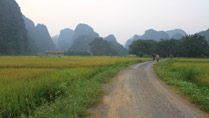 Rice fields at Tam Coc, Ninh Binh