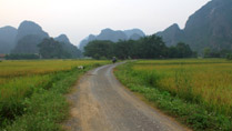 Des champs de riz à Ninh Binh au Vietnam