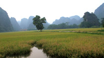 Golden rice at Tam Coc, Ninh Binh, Vietnam