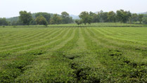 plantation de thé à Phu Tho