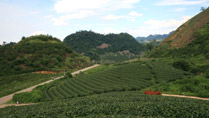 plantations de thé au plateau de Moc Chau
