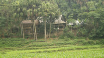 A house on stilts in the countryside of Thai Nguyen