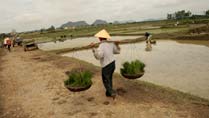 Farmers at work at Ho Family's Citadel Farmers at work at Ho Family's Citadel