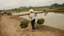 Farmers at work at Ho Family's Citadel