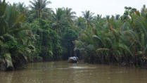 forêt de cocotiers