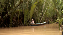  forêt de cocotiers à My Tho, Tien Giang au Vietnam