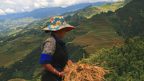 Harvesting golden rice at Mu Cang Chai