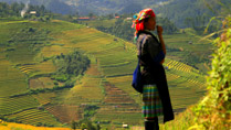 A Hmong lady amid golden rice terraces at Mu Cang Chai, Yen Bai