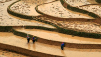 Terraces at La Pan Tan, Mu Cang Chai Terraces at La Pan Tan, Mu Cang Chai