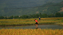 The Muong Lo Valley, Nghia Lo, Yen Bai The Muong Lo Valley, Nghia Lo, Yen Bai
