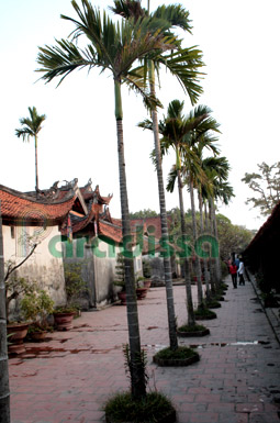 Areca Palm Trees at But Thap Pagoda