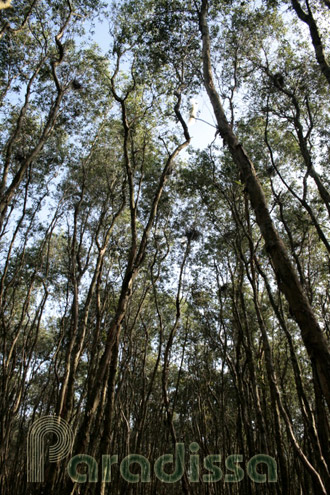 Tra Su Nature Reserve, An Giang