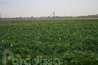 A breathtaking lotus lake at Thuan Thanh, Bac Ninh