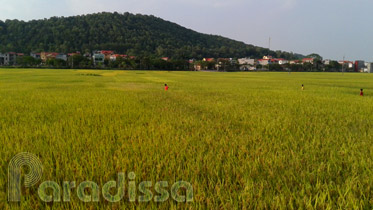 golden rice fields at Tien Du, Bac Ninh