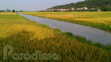 Scenic golden rice fields at Tien Du, Bac Ninh