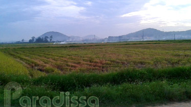 Golden rice fields at Tien Du, Bac Ninh