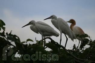 Bang Lang Stork Sanctuary