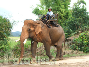 Riding elephant at the Lak Lake, Dak Lak