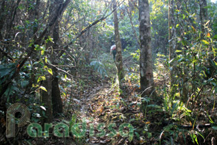 Trail through a forest