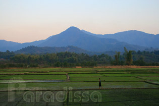 Ricefields at Muong Phang, Dien Bien, Vietnam