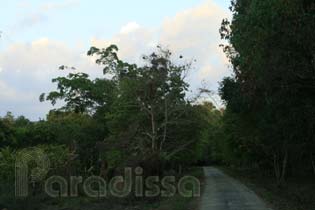 A birding trail at Cat Tien National Park A birding trail at Cat Tien National Park