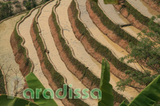 Flooded terraces at Hoang Su Phi