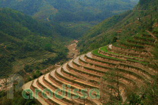 Flooded terraces at Hoang Su Phi