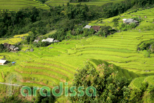 Golden rice terraces at Hoang Su Phi