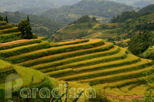 Golden rice terraces at Hoang Su Phi, Ha Giang