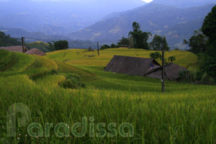 A breathtaking view of golden rice and mountains at Hoang Su Phi, Ha Giang