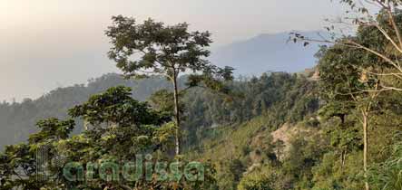 A patch of forest at Hang Kia