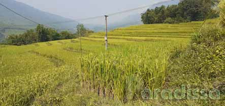 Rice terraces at Hang Kia