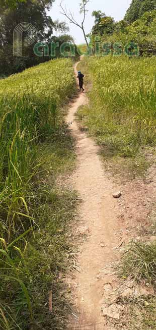 An endless trail amid rice terraces