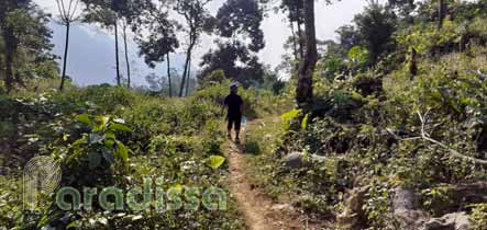 A trekking trail amid a thin forest