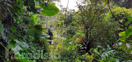 A forest trail at Hang Kia