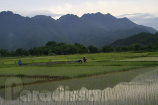 Working in the rice fields at Mai Chau