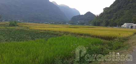 Lovely rice fields and valleys