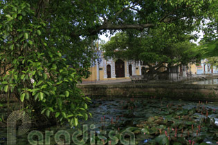 An old house in the shade of a huge old banyan tree